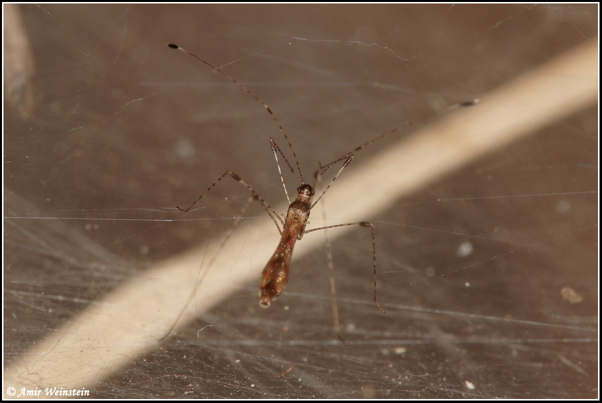 Berytidae: Metacanthus annulosus d''Israele